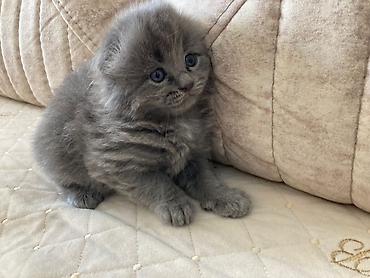 Pişiklər: Şotland yastı qulaq, Erkək, Dişi, Yaxşı əllərə, Ünvandan götürmə, Pulsuz çatdırılma, Ödənişli çatdırılma — 15