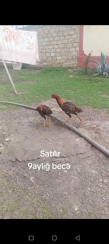 cuce satisi 2019: 9 aylığ becə satılır super becədi barter var itlə telfonla velasbetlə — 4