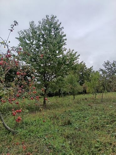 Torpaq sahələrinin satışı: 22 sot, Kənd təsərrüfatı, Barter mümkündür, Kupça (Çıxarış) — 3