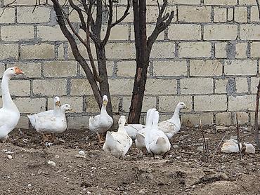 ruan ordək: Qarisiq hem lal hem dili ördekler satilir kom seklinde.11 ededi.5 — 3