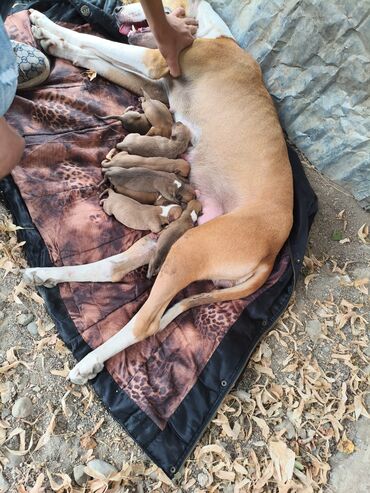 İtlər: Pitbul, 1 ay, Ünvandan götürmə, Rayonlara çatdırılma, Pulsuz çatdırılma — 15