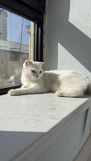 для скота: 🐱 Продаётся кошечка Мия 🤍 Шотландская вислоухая девочка, 7 месяцев — 7