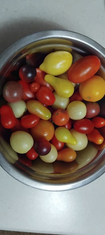 Povrće, voće: Seme domaćih sorti paradajza Opis: - Raznovrsne stare i egzotične — 9