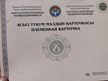 белая крыса: Продаю | Баран (самец) | Арашан | Для разведения | Племенные — 5