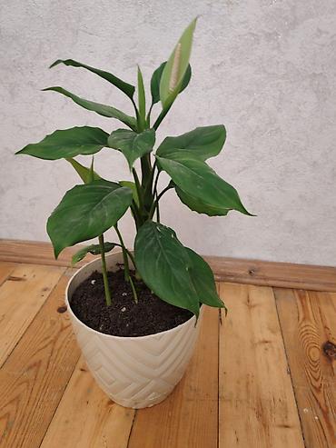 Otaq bitkiləri: Spathiphyllum (Sülh zanbağı) – dekorativ otaq bitkisi - Uzun, parlaq — 3
