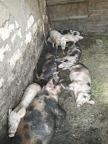 Heyvanlar: Satılır: donuz cowaqlari diri çekisi 35+40 kiloy tam sağlamdı diri — 5