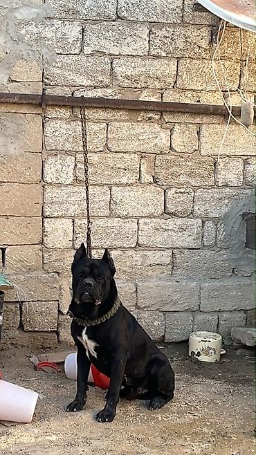 it sekili: Kane-Korso, 2 il, Erkək, Peyvəndli, Ödənişli çatdırılma — 1