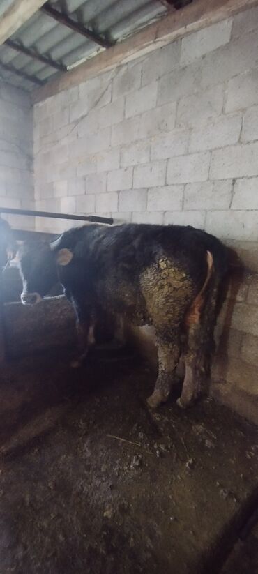 Коровы, быки: Продаю | Бык (самец) | Швицкая | Осеменитель — 3