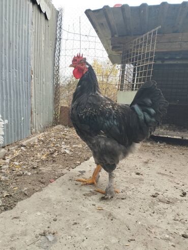 cins ineklerin satisi 2019: Saglam brama xoruzlardi cöll saraitində saxlanilib vaksini vurulub