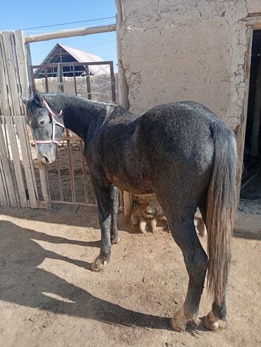 продам домик для кошки: Продаю | Жеребенок at lalafo.kg продам домик для кошки: Продаю | Жеребенок