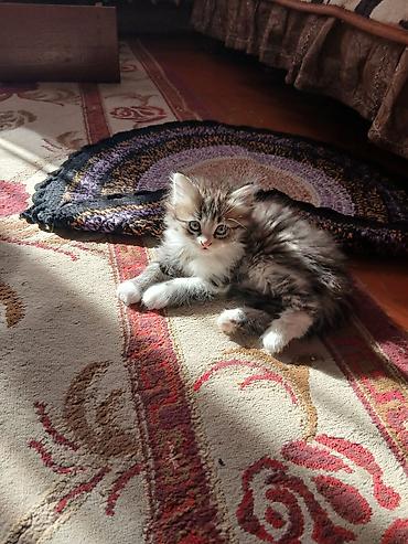 Отдам котята в заботливые и любящие руки! самостоятельные, красивые
