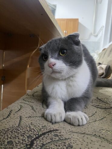 купить кошку вислоухий: Шотландская вислоухая кошка (Scottish Fold) - Окрас: серо-белый