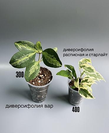 plant: 🌿 Любителям красивых фикусов посвящается! В продаже молодые сортовые — 4