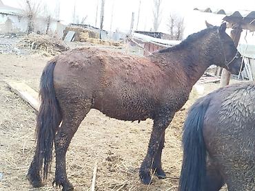 Лошади, кони: Продаю | Конь (самец) | Кара Жорго | На забой, Для разведения, Рабочий | Осеменитель — 12