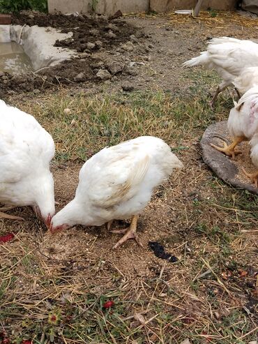 Toyuqlar: Təmizlənmiş Colpa var təmiz əti 1500.1600.1700.1800di istəyən zakas — 10