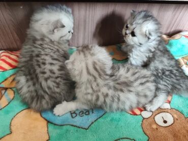 коты бишкек: Шотландские котята готовы к раннему бронированию!!! Родились 30 апреля