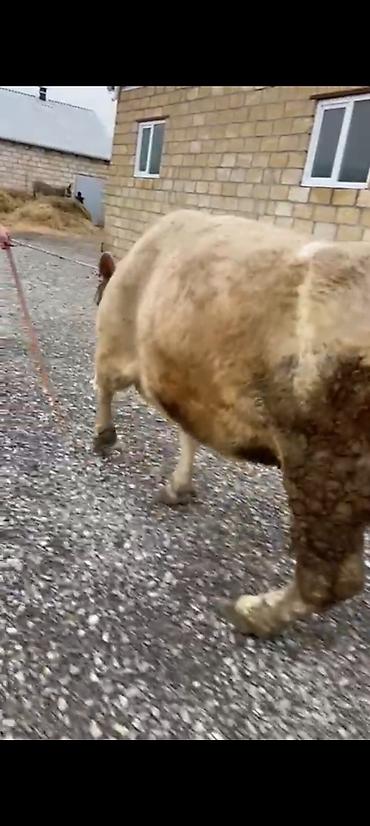 Inəklər, öküzlər: Salam aleykum əziz dosdlar bele bir gözel dogmamiş dügemiz çıxdı -da lalafo.az — 1 Inəklər, öküzlər: Salam aleykum əziz dosdlar bele bir gözel dogmamiş dügemiz çıxdı — 1