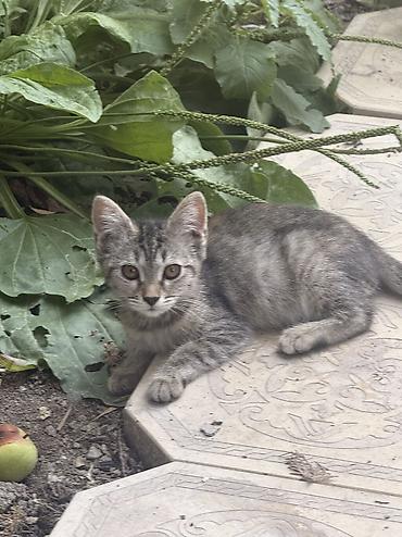 кошка черная: Котята из одного помёта - Возраст: 4 месяца - Окрас: несколько — 2