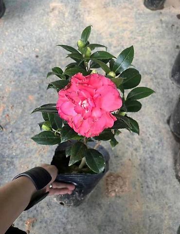 Женское счастье (Спатифиллюм): Спатифиллум (Spathiphyllum), крупное комнатное растение - Эффектный — 3