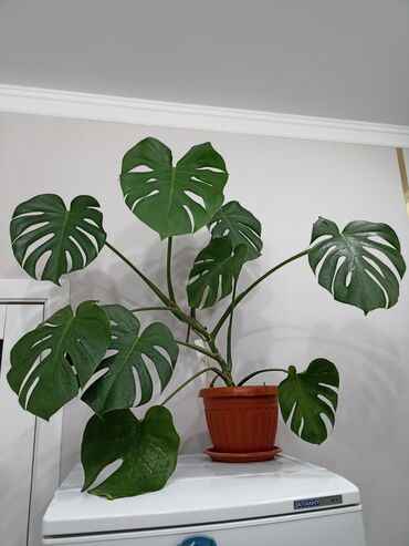 воздух для аквариума: Монстера делициоза (Monstera deliciosa) в горшке. - Крупное комнатное