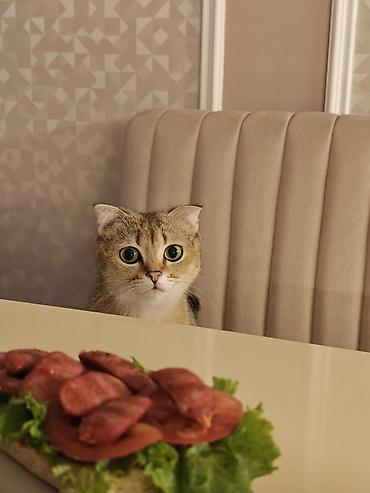Кошки: Британская, Самка — 5