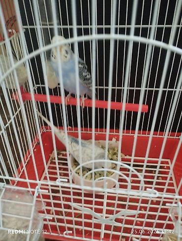 pitbull balaları: Iki ədəd öz quşumun balasıdır bir ile yaxındır böyüyüblər tam sağlam — 3