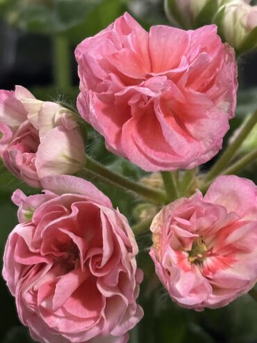 Герани и пеларгонии: Герань в горшке, цветущая ! Красивый розовый оттенок, листья красивые! — 13