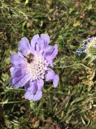 Bal: Kəlbəcər balı – dağ-çiçək və yaylaq balı, həmçinin çökə (linden) balı -da lalafo.az — 25 Bal: Kəlbəcər balı – dağ-çiçək və yaylaq balı, həmçinin çökə (linden) balı — 25