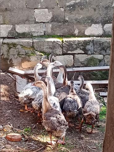 rakuşka satışı: Erkək, | Linda, Damazlıq, Ünvandan götürmə — 2