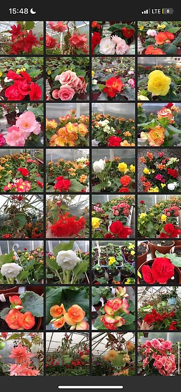 Другие виды семян и саженцев: Бегония, есть разные сорта — 2