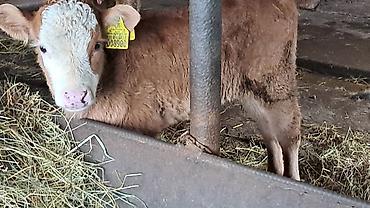 Inəklər, öküzlər: Dişi, Simental, il: 3, 450 kq — 7