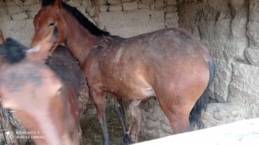 арабская чистокровная лошадь: Продаю | Жеребец