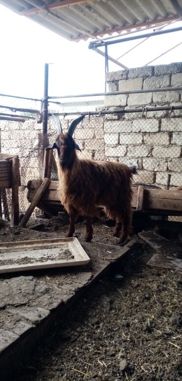 сухой корм для собак: Erkək, il: 7, Damazlıq, Ətlik, Ünvandan götürmə