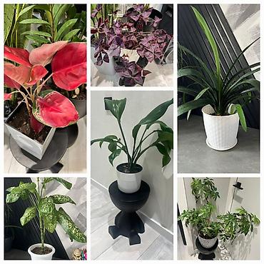 Драцены и Сансевиерии: Адаптированные пересаженные в горшках. Сансеvierия (Sansevieria — 46