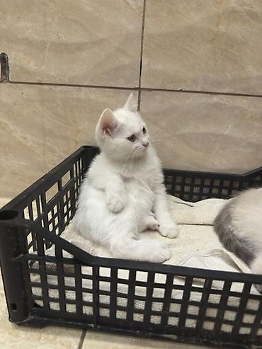 коты белый: Белоснежный котёнок с загнутыми ушками - Окрас: полностью белый — 3
