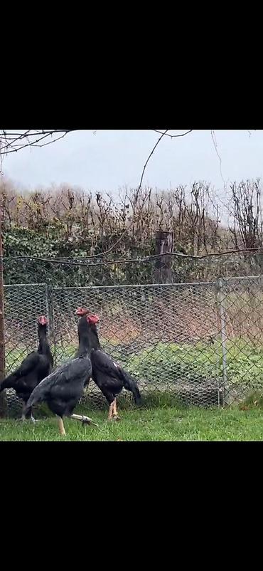 Toyuqlar: Toyuq, Damazlıq — 6