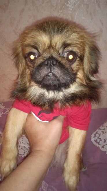 İtlər: Pekines, 10 ay, Dişi, Peyvəndli, Ünvandan götürmə