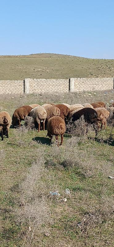 Qoyunlar, qoçlar: Mal-qara: Qoyun sürüsü Təsvir: - Şəkillərdə müxtəlif rəngli (qonur — 10