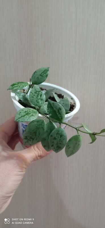 семена эспарцета в кыргызстане: Детка хойи 2роста