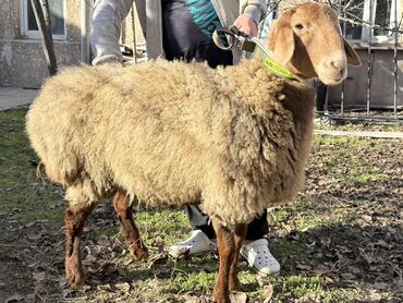 Баран, овца: Продаю | Овца (самка) | Для разведения | Ярка — 9