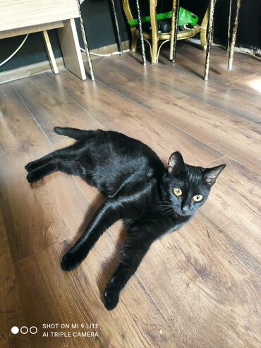 Pişiklər: Erkək, Cütləşmə üçün — 9