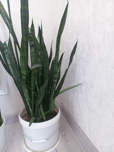 Другие комнатные растения: Молодой саженец лимона, выращенный в домашних условиях. Растение имеет at lalafo.kg — 15 Другие комнатные растения: Молодой саженец лимона, выращенный в домашних условиях. Растение имеет — 15