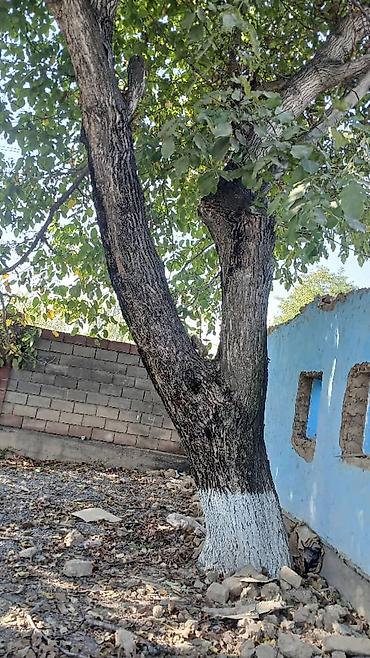сакура саженцы: Жангак 45-50 жылдык.Келишим баада .Сатылат Описание: - Мощный — 4