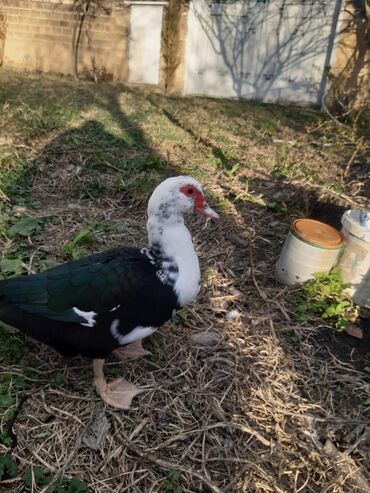 Ördəklər: Ördəklər — 13