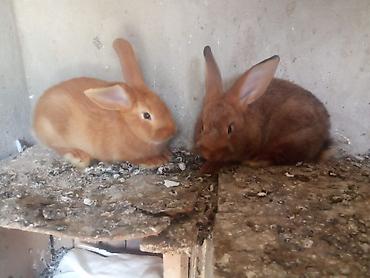 Dovşanlar: Burqun Dovşanları erkək dişi 2 aylıqdır tam saqlam qandılar: Ünvan — 2