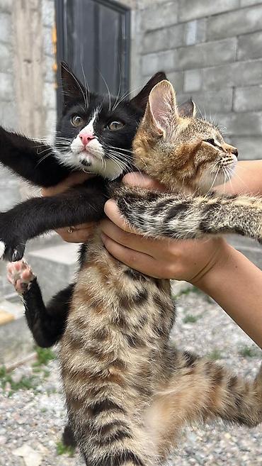 Отдам даром кошку: Кошка даром: Беспородная, Девочка — 12