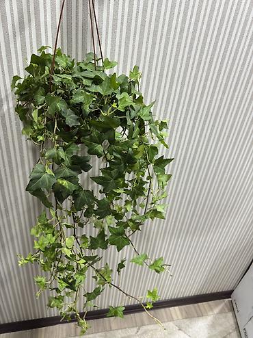 Ампельный плющ (Hedera helix) в подвесном кашпо. - Декоративные lalafo.kg да Ампельный плющ (Hedera helix) в подвесном кашпо. - Декоративные