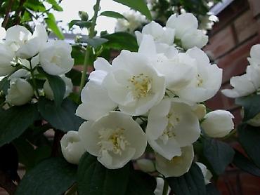 Другие садовые цветы и кустарники: Садовые растения - кустарники ( вейгела пестролистная, рябинник — 11