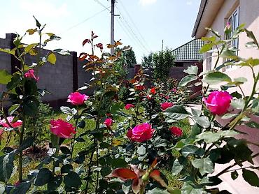 Продажа коттеджей и домов: БАРДЫК ШАРТЫ МЕНЕН ЖАНЫ ҮЙ САТЫЛАТ! Үй өзүбүз үчүн курулган, бардык — 5