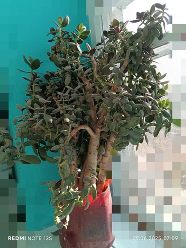 пластик бу терезе: Другие товары для дома